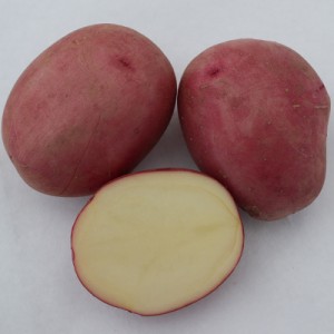 botond vetőburgonya