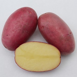 katica vetőburgonya