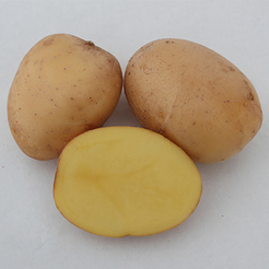 arany chipke vetőburgonya