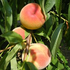 oszibarack fa csemete